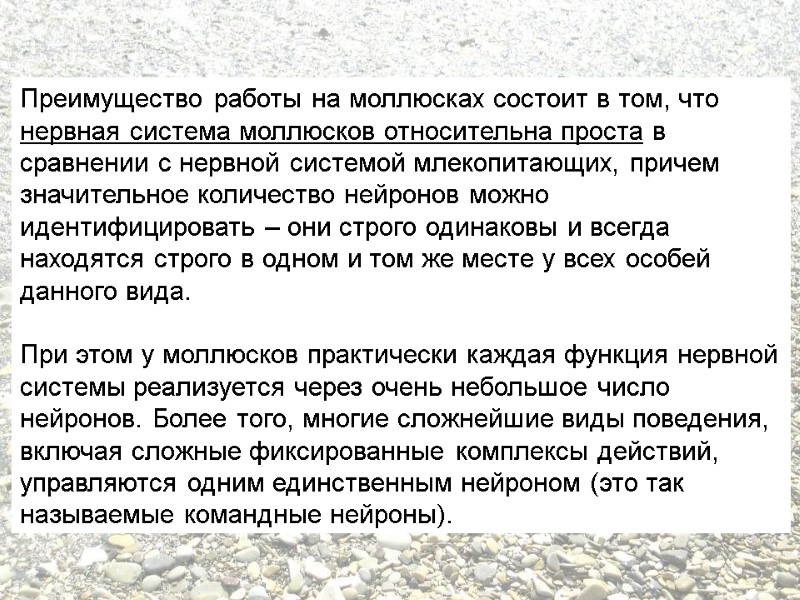 Преимущество работы на моллюсках состоит в том, что нервная система моллюсков относительна проста в